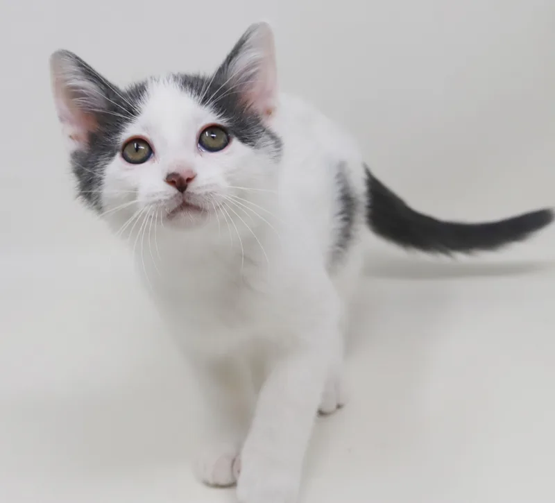 Romeo Is Ridiculously Sweet!! thumbnail 5