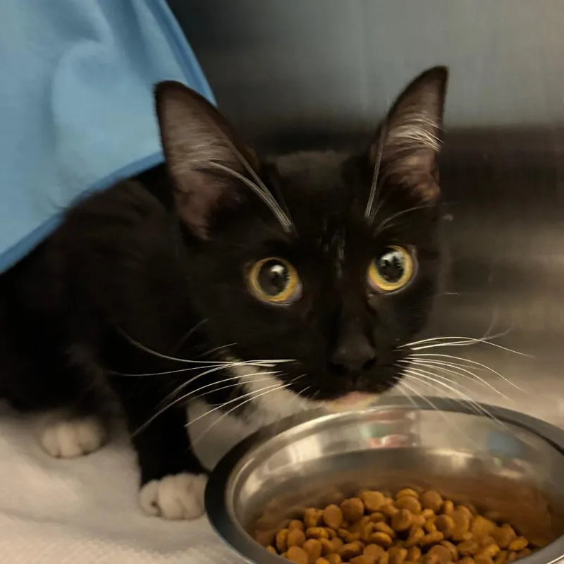 A young small-sized female Black Domestic Short Hair cat named Dublin for adoption in Council Bluffs, IA