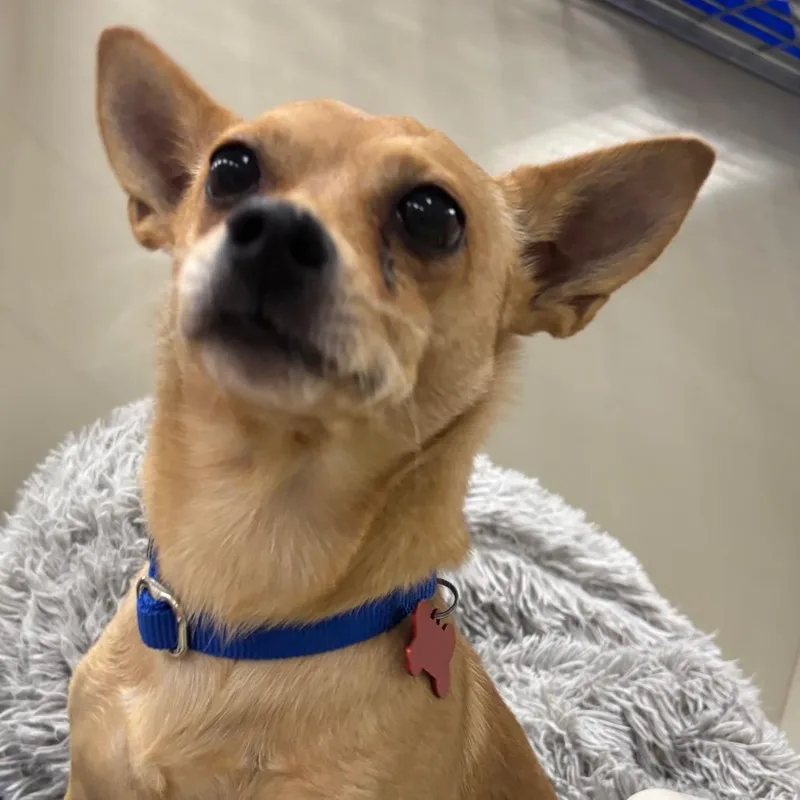 An adult small-sized male Yellow / Tan / Blond / Fawn Chihuahua dog named Sundance for adoption in Las Vegas, NV