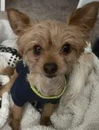 Brownie thumbnail 2