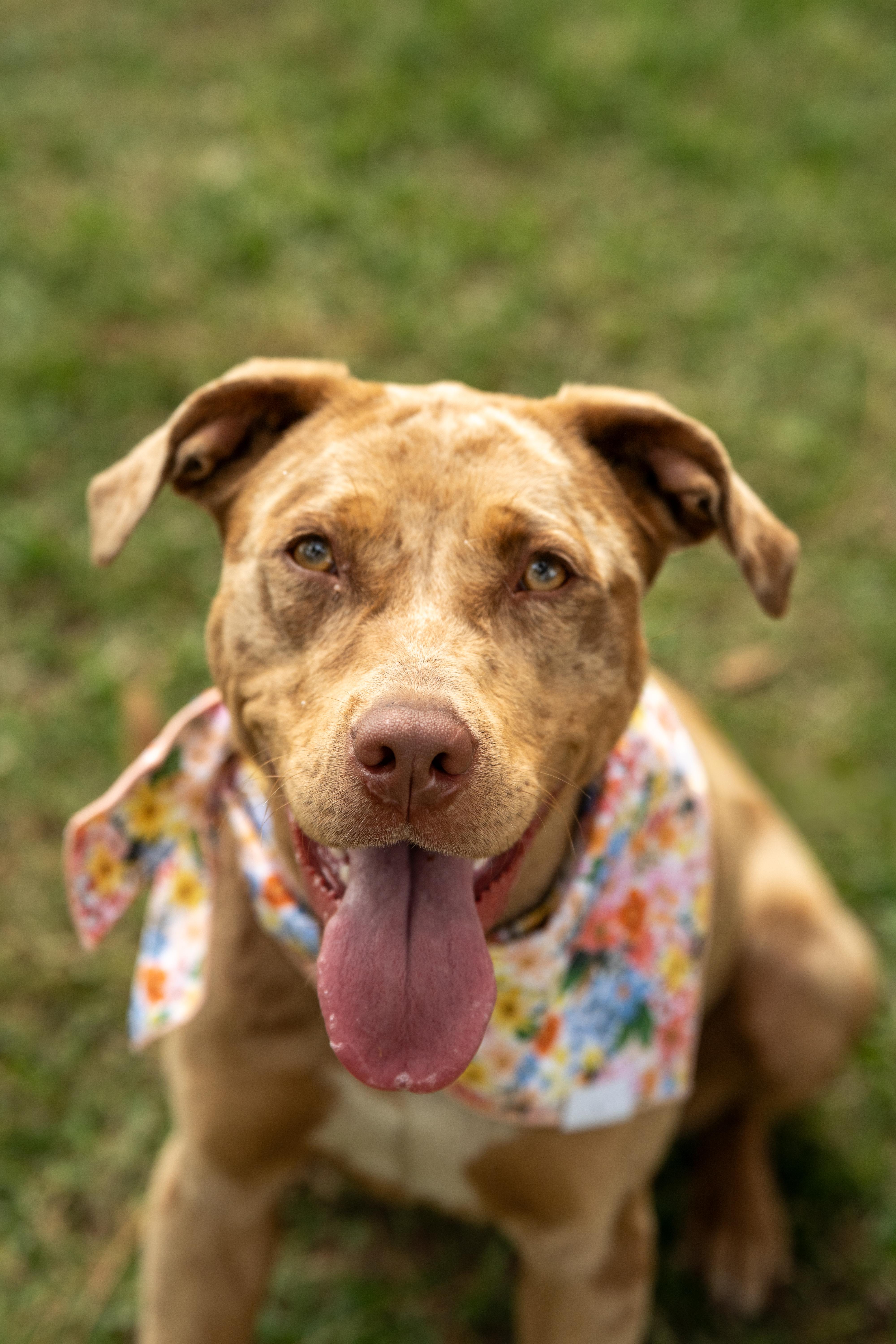 A young medium-sized female Merle (Red) Mixed Breed dog named Hula for adoption in Myrtle Beach, SC