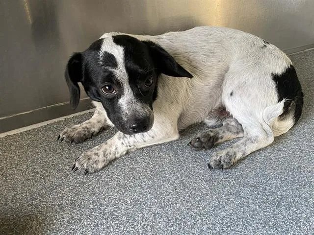 A young medium-sized male Dachshund dog named Ollie for adoption in Tustin, CA