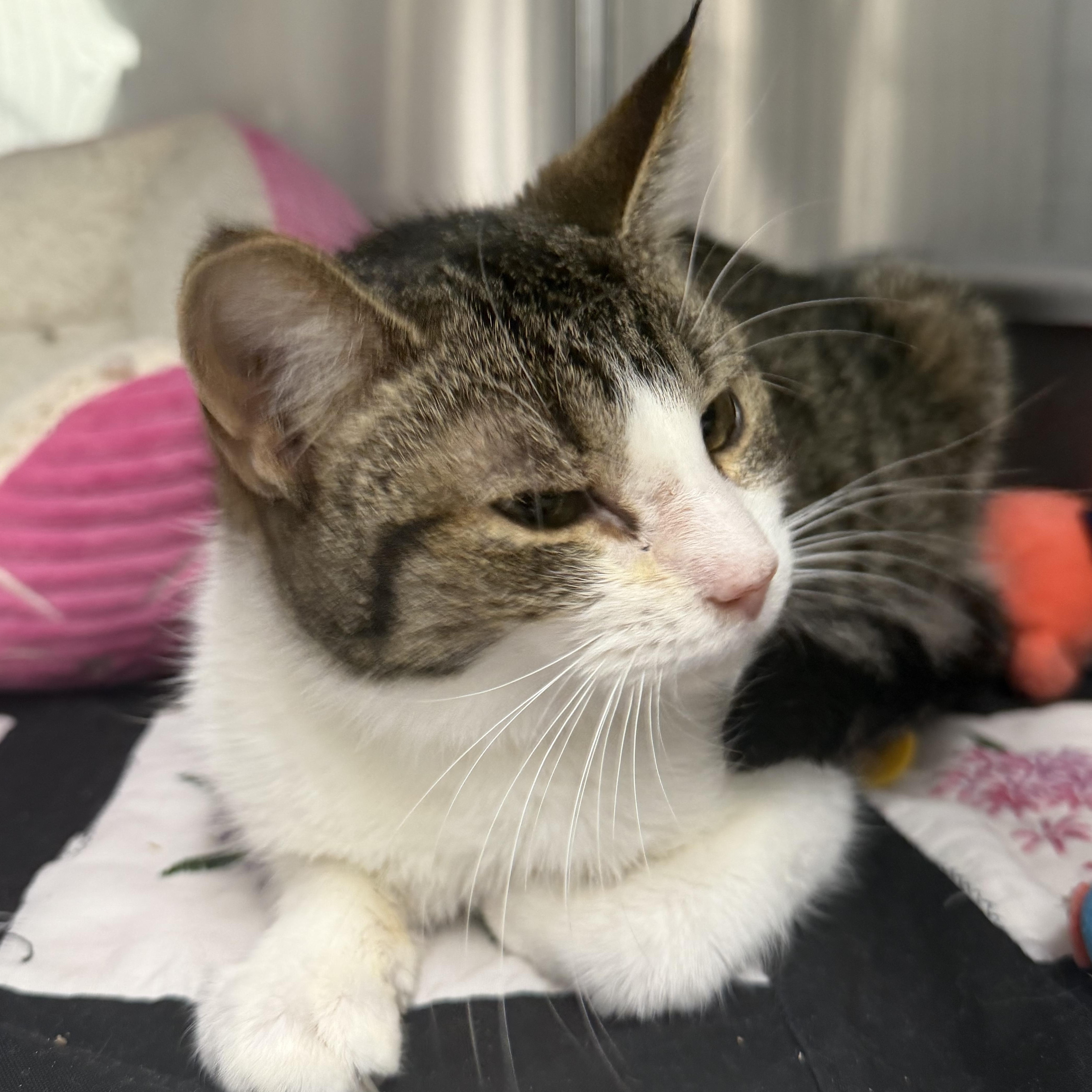 Parmesan thumbnail 2