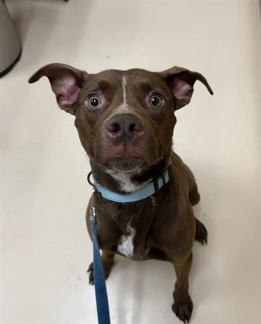 An adult medium-sized male Pit Bull Terrier dog named Indigo for adoption in Aliquippa, PA