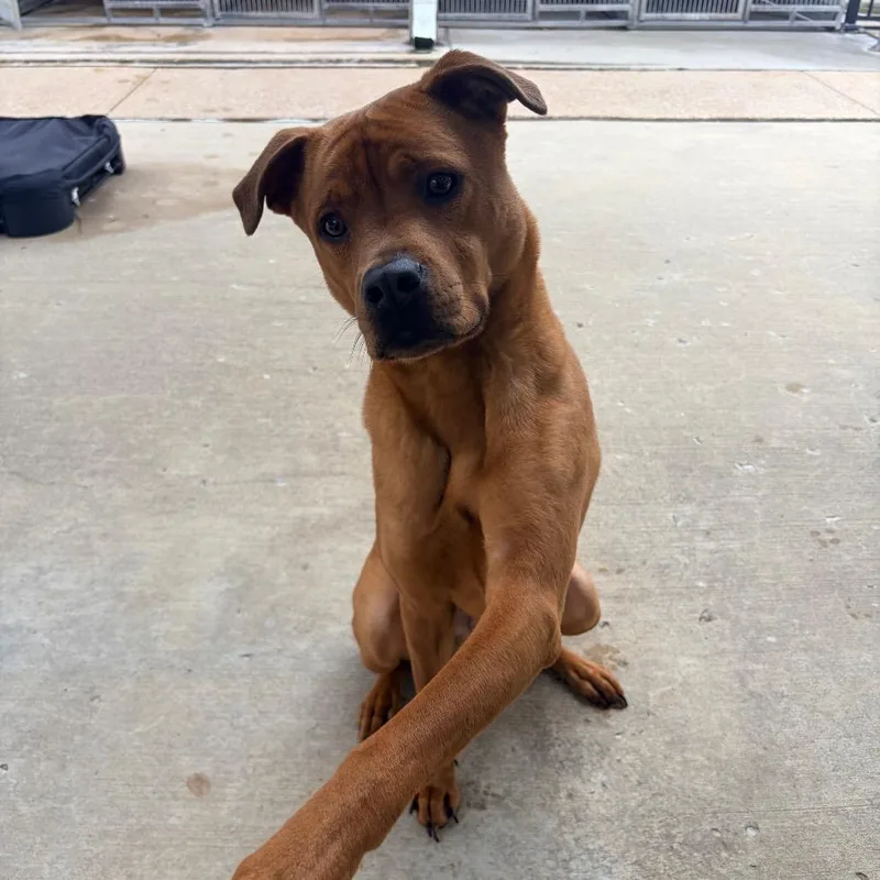 An adult medium-sized male Red / Chestnut / Orange Pit Bull Terrier dog named Rocky for adoption in Belleville, IL