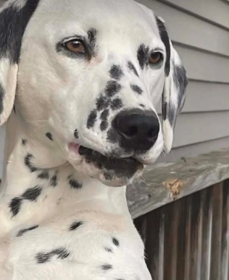 An adult large-sized female Dalmatian dog named Abby for adoption in merrillville, IN