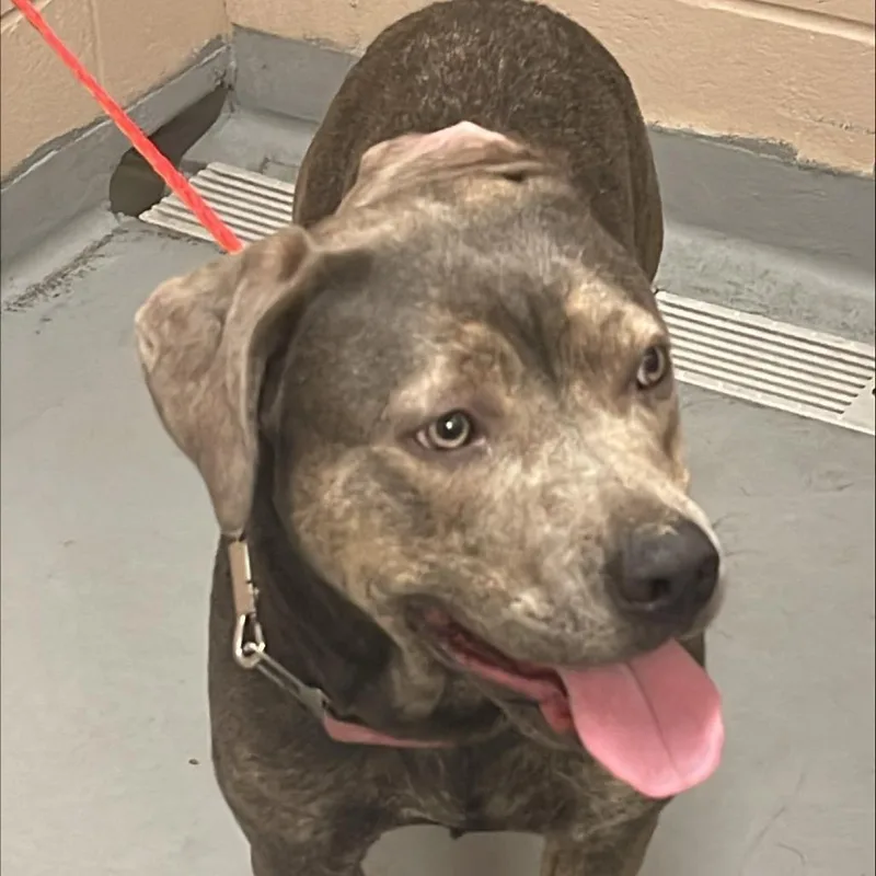 An adult large-sized female Gray / Blue / Silver Mixed Breed dog named Starla for adoption in Tacoma, WA