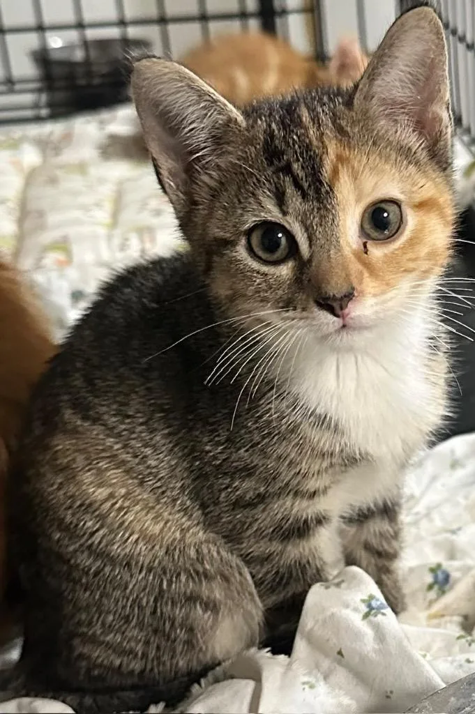 A baby medium-sized female Domestic Short Hair cat named Twix for adoption in New York, NY