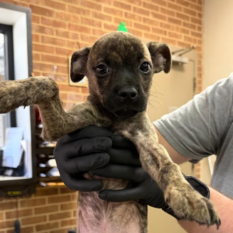 A baby small-sized male Brindle Terrier dog named Benny for adoption in Birmingham, AL