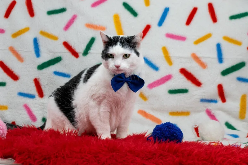 An adult large-sized male Black & White / Tuxedo Domestic Short Hair cat named Jamboree for adoption in Sevierville, TN