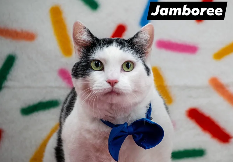 Jamboree thumbnail 3
