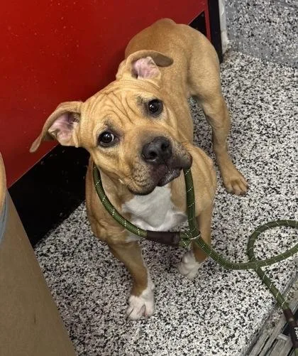 An adult medium-sized female Mixed Breed dog named Melanie for adoption in West Chester, PA