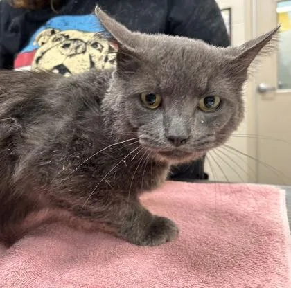 An adult medium-sized male Domestic Short Hair cat named Climber for adoption in Fishers, IN