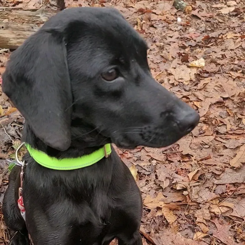 A young medium-sized male Black Labrador Retriever dog named Maverick for adoption in Troy, VA