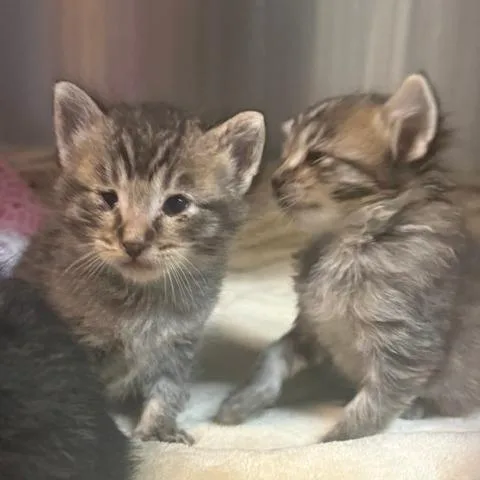 Dr. Shark thumbnail 2