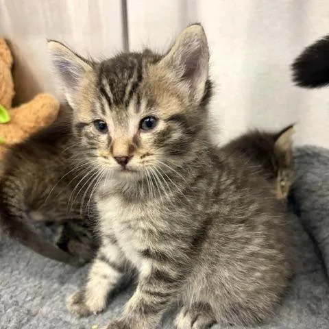 Dr. Shark thumbnail 3