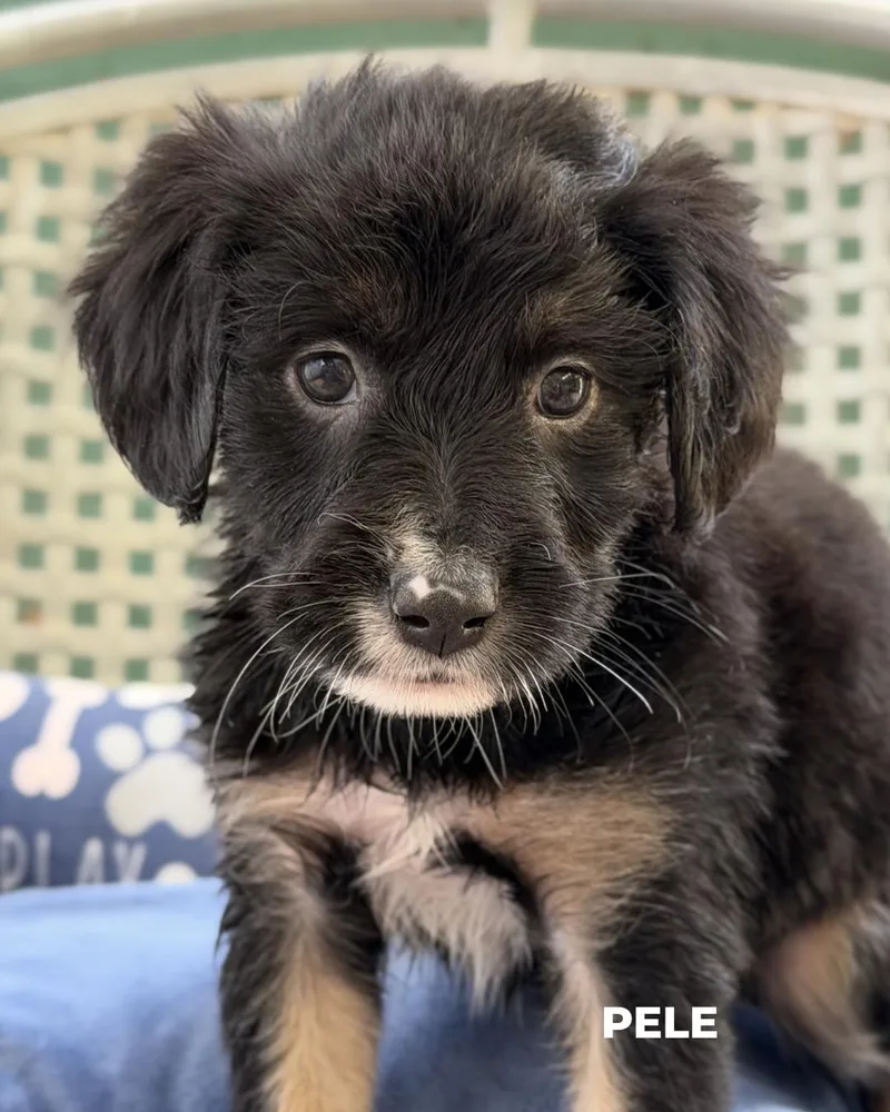 A baby medium-sized male Labradoodle dog named Pele for adoption in Los Angeles, CA
