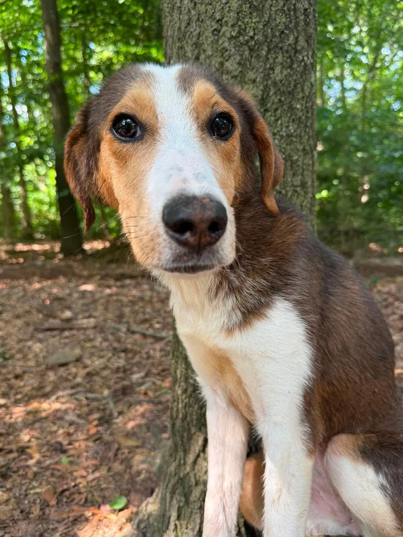 A baby medium-sized female Tricolor (Brown, Black, & White) Hound dog named Miss America for adoption in East Haddam, CT