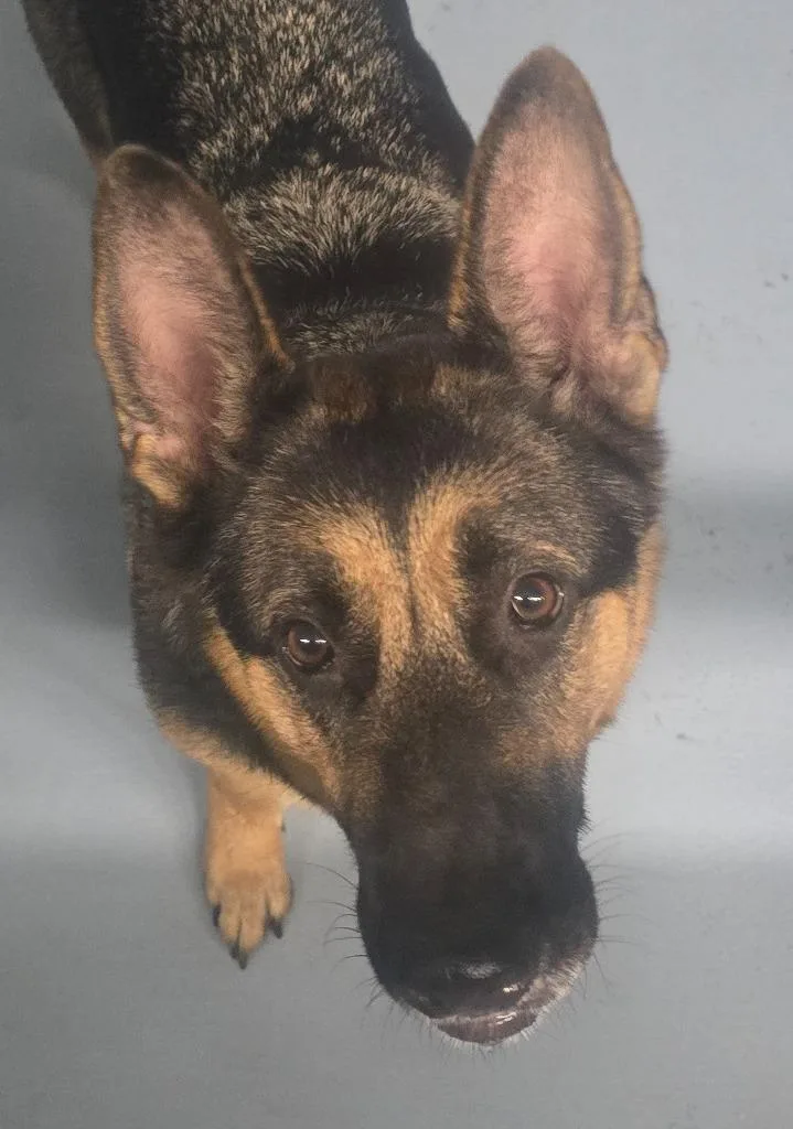 An adult large-sized female German Shepherd Dog dog named Bella for adoption in Cartersville , GA
