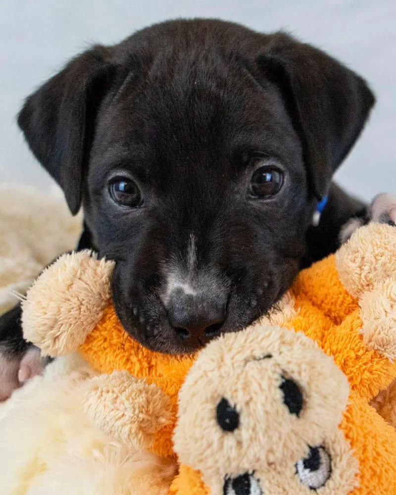 A baby medium-sized male Boxer dog named Dodger for adoption in Kennesaw, GA
