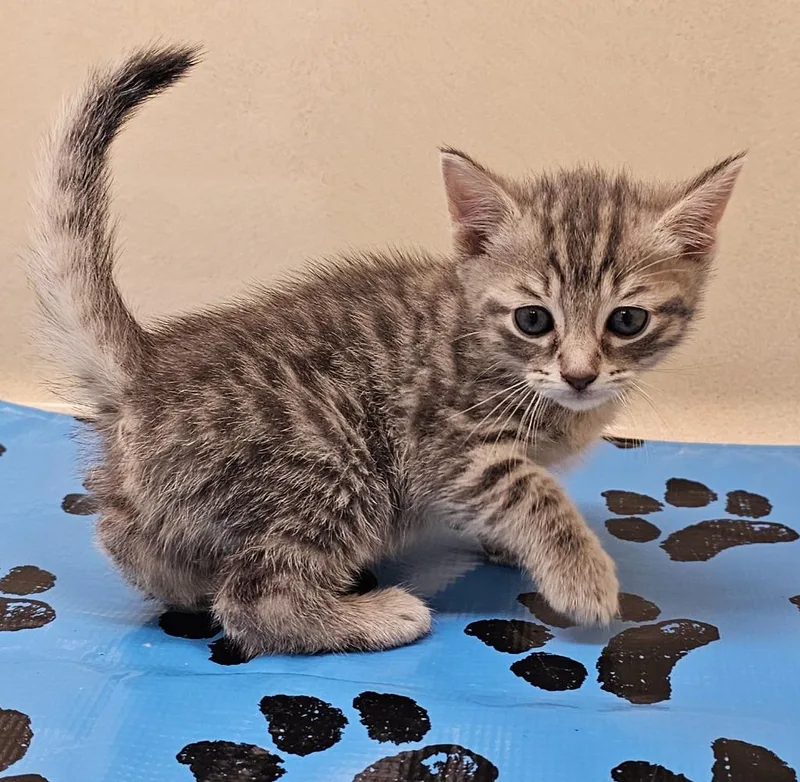 A baby small-sized male Domestic Short Hair cat named Chip for adoption in Washington Court House, OH