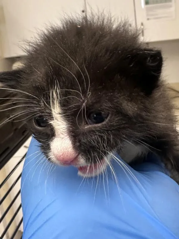 A baby small-sized male Domestic Short Hair cat named Juan for adoption in Silverdale, WA