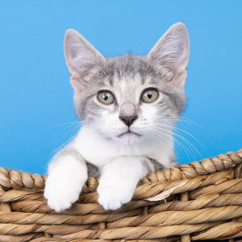 A baby small-sized female Gray / Blue / Silver American Shorthair cat named Sprinkler for adoption in Franklin, TN