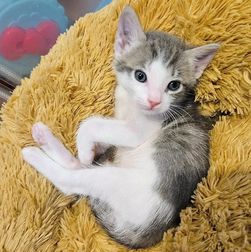 A baby medium-sized male Gray & White Domestic Short Hair cat named Elio for adoption in Fremont, CA