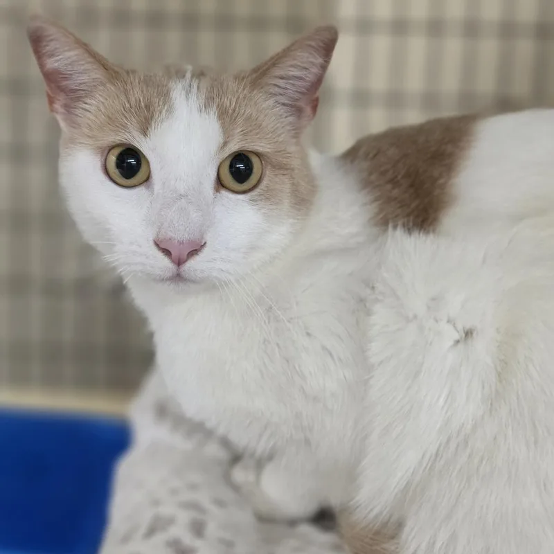 An adult large-sized male Orange / Red Domestic Short Hair cat named Odin for adoption in Medford, OR