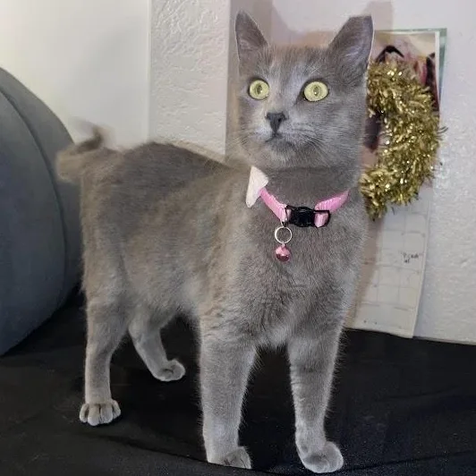 A young medium-sized female Gray / Blue / Silver Domestic Short Hair cat named Jubilee for adoption in Sacramento, CA