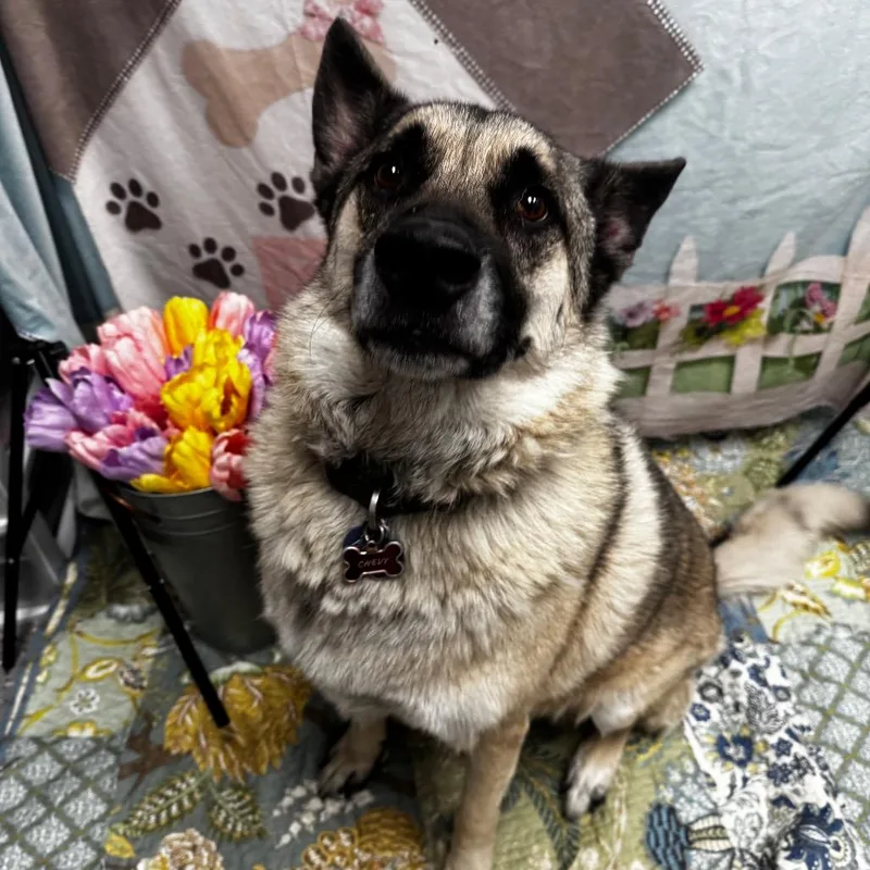 An adult large-sized male Yellow / Tan / Blond / Fawn Akita dog named Chevy for adoption in Henderson, NV