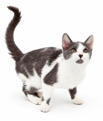 A baby small-sized female Gray / Blue / Silver Turkish Van cat named Cashew cannot be any for adoption in Bedford Hills, NY