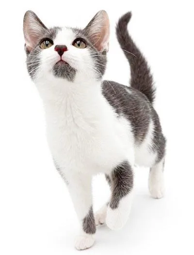 Cashew cannot be any thumbnail 2