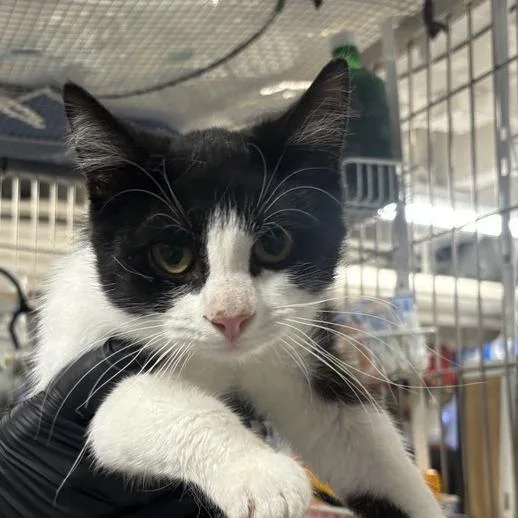 A young medium-sized male Black Domestic Short Hair cat named Scrappy for adoption in New York, NY