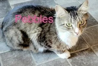 A baby small-sized female Exotic Shorthair cat named Pebbles for adoption in Breinigsville, PA