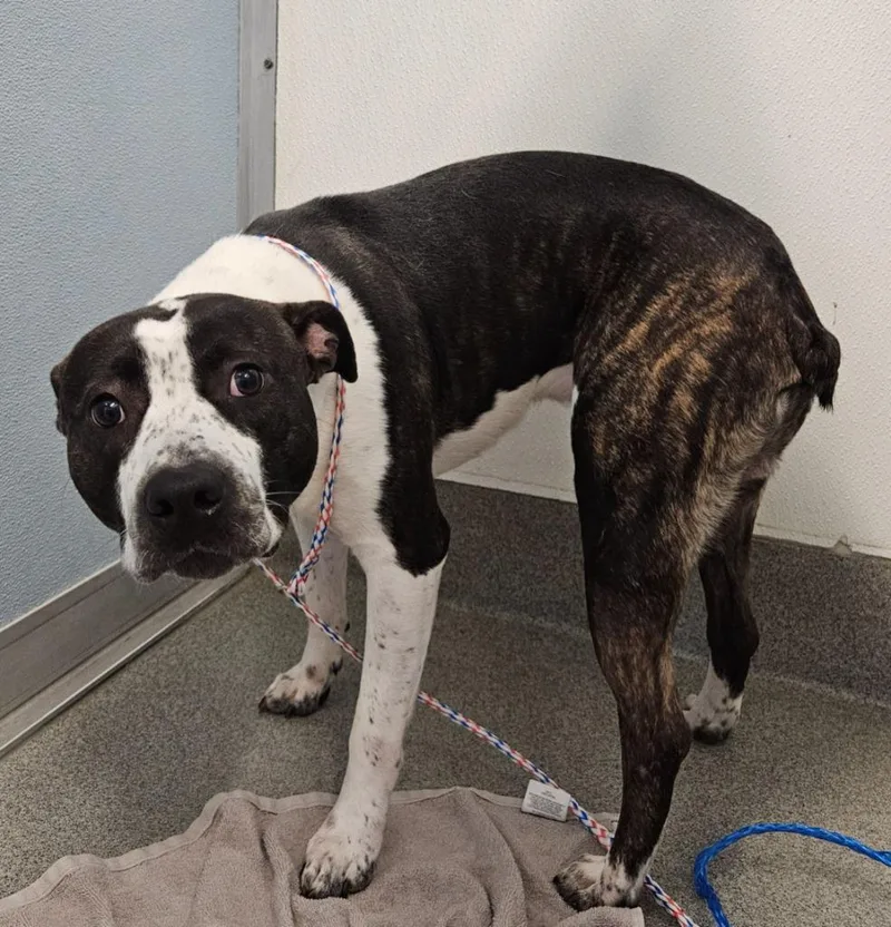 A young medium-sized male Pit Bull Terrier dog named Frostbite for adoption in Bloomington, IN