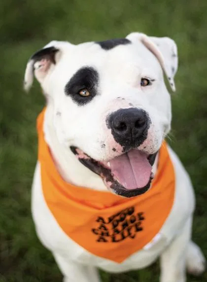 An adult large-sized male Black Mixed Breed dog named Petey for adoption in Hamilton, OH