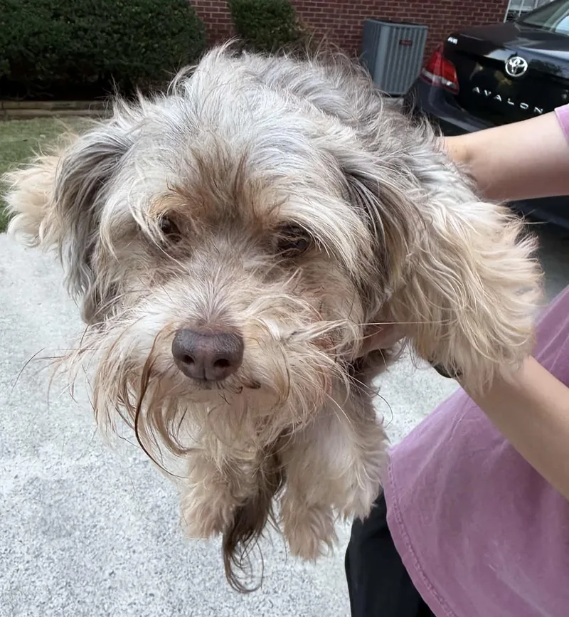 An adult small-sized female Sable Yorkie Poo dog named Charlie for adoption in Calera, AL