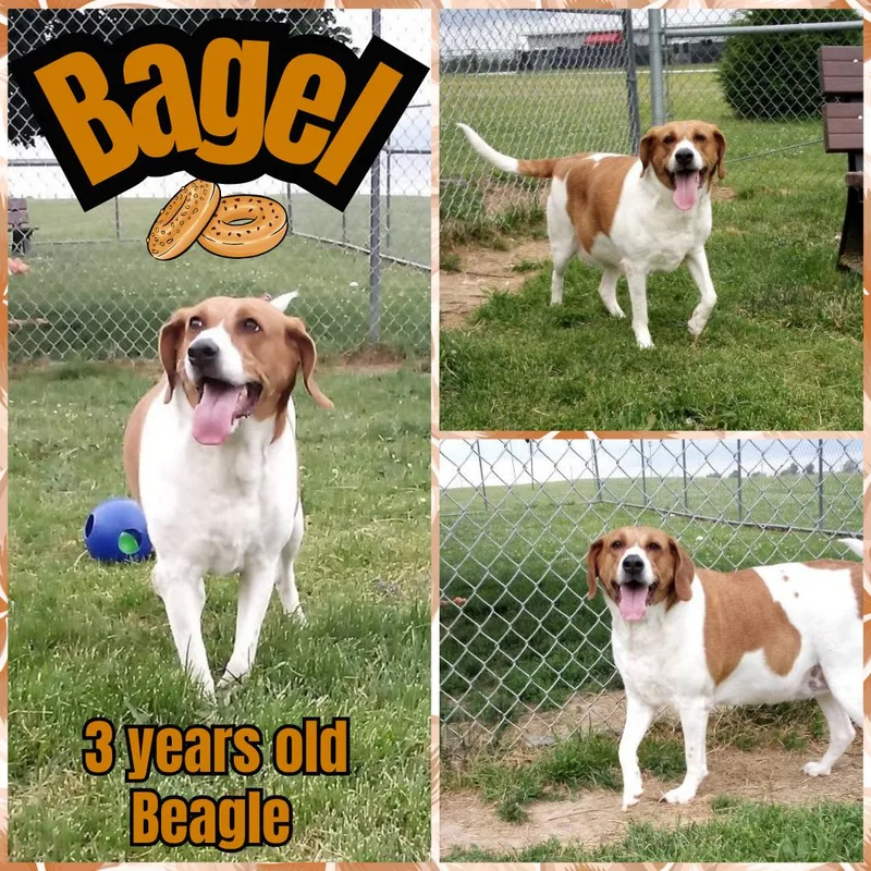An adult large-sized female White / Cream Beagle dog named Bagel for adoption in Franklin, IN