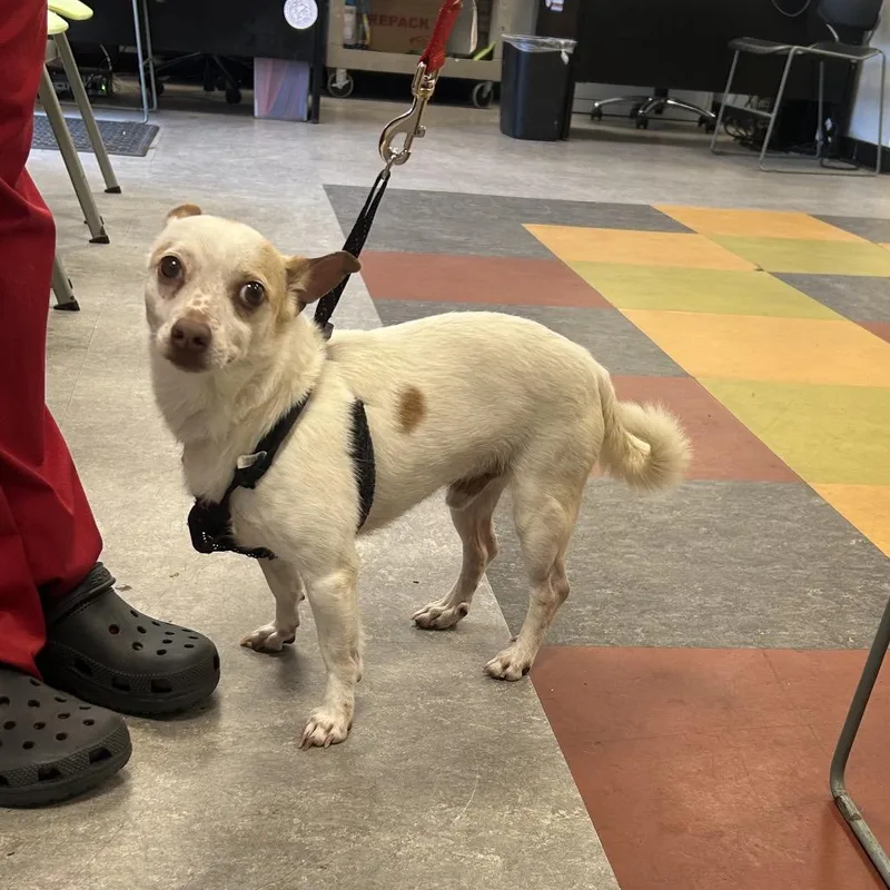 A senior small-sized male White / Cream Chihuahua dog named King for adoption in Philadelphia, PA