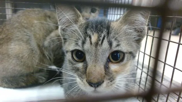A baby small-sized female Domestic Short Hair cat named Muchu for adoption in Miami, FL