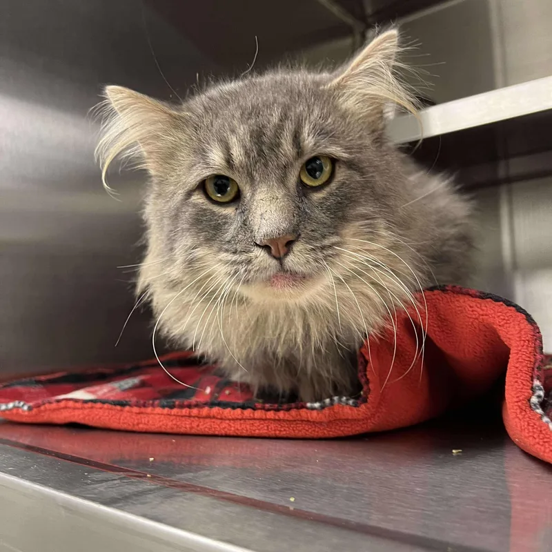 Sullivan thumbnail 2