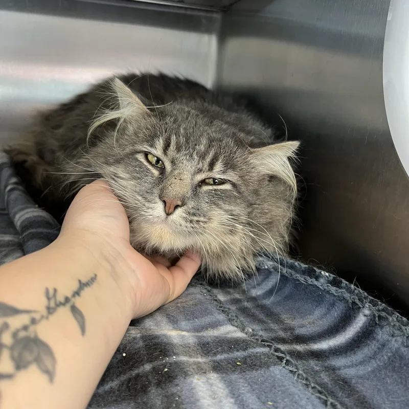 Sullivan thumbnail 3