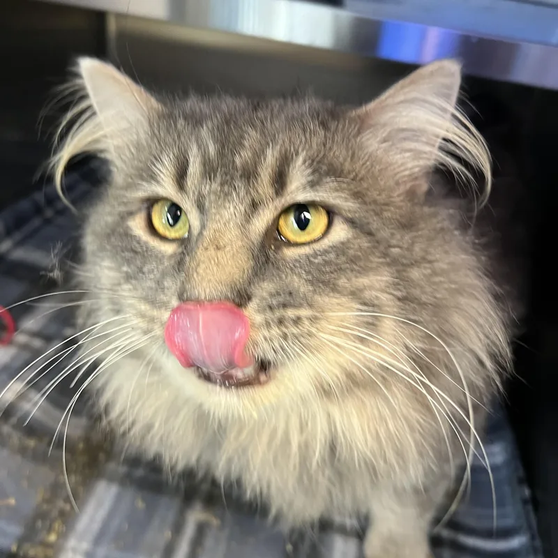 Sullivan thumbnail 4