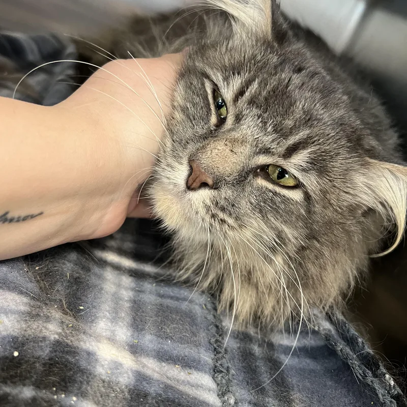 Sullivan thumbnail 5