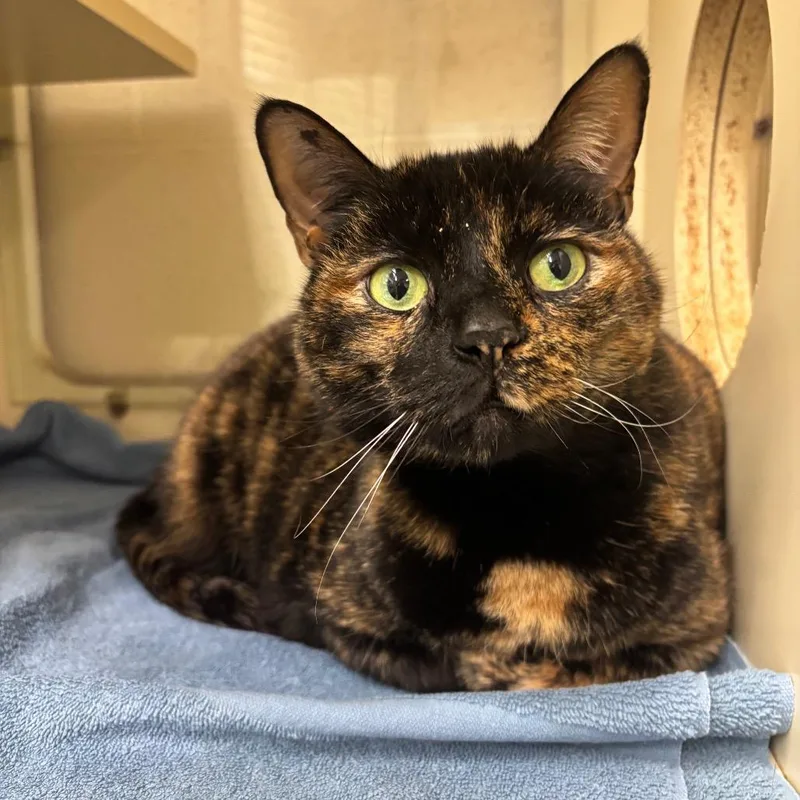 A senior extra large-sized female Black Domestic Short Hair cat named Gypsy for adoption in Waynesboro, PA