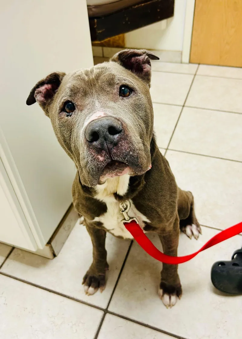 An adult medium-sized male Pit Bull Terrier dog named Doug for adoption in Sanford, NC