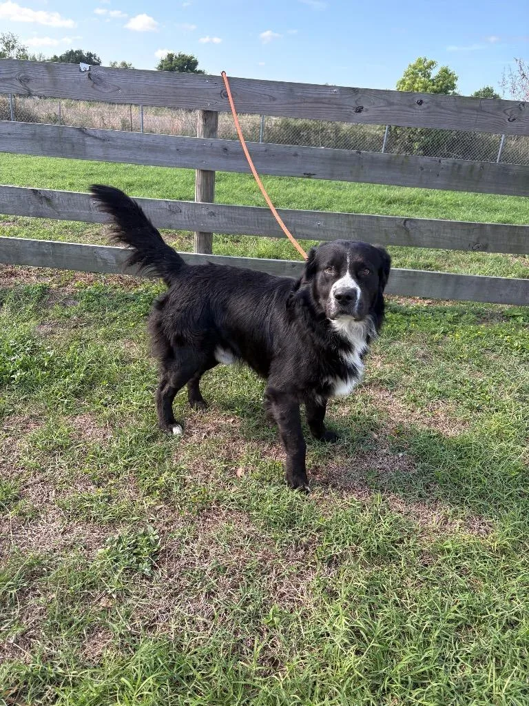 A young large-sized male Terrier dog named Pokey for adoption in Wauchula, FL