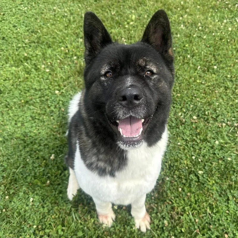 An adult large-sized female Black Akita dog named Naomi for adoption in Myerstown, PA