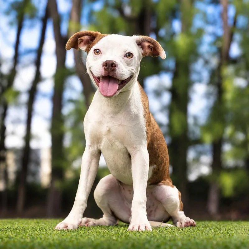 A baby small-sized male White / Cream Boston Terrier dog named Leche for adoption in Jupiter, FL